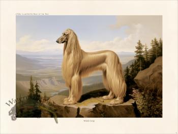 CFA Dog Afghan Hound 02